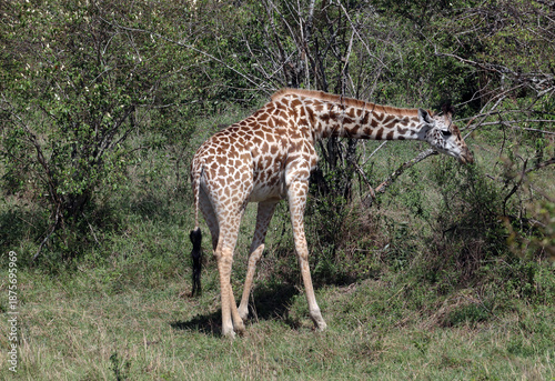 The Masai giraffe (Giraffa tippelskirchi) feeds on leaves
