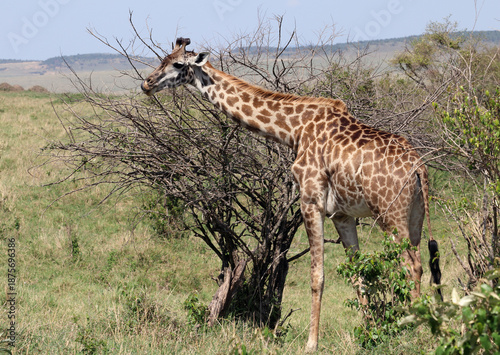 The Masai giraffe (Giraffa tippelskirchi)