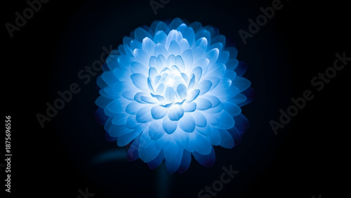 Mystical Blue Chrysanthemum: Captivating blue chrysanthemum glowing against a dark, evoking a sense of tranquility and ethereal beauty. 