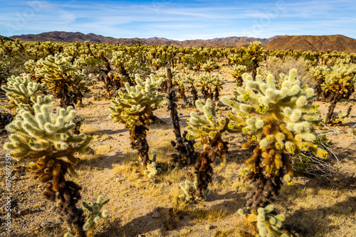 Bilde på lerret Plush Cholla Cactus Field at Sunrise Glow