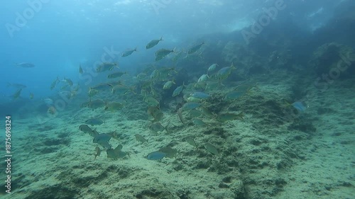 Wallpaper Mural A striking underwater rock formation provides a dramatic backdrop for a lone fish, oc01 Torontodigital.ca