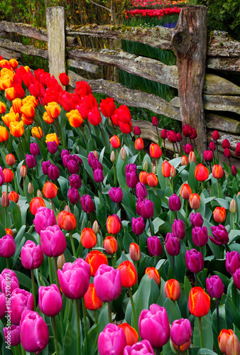 Colorful tulips grow next to an old, wooden fence in Skagit Valley near Mt. Vernon, WA
