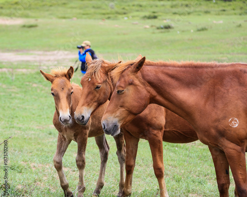 Картината върху платно Horses Grazing in Damshang Grassland with Herder