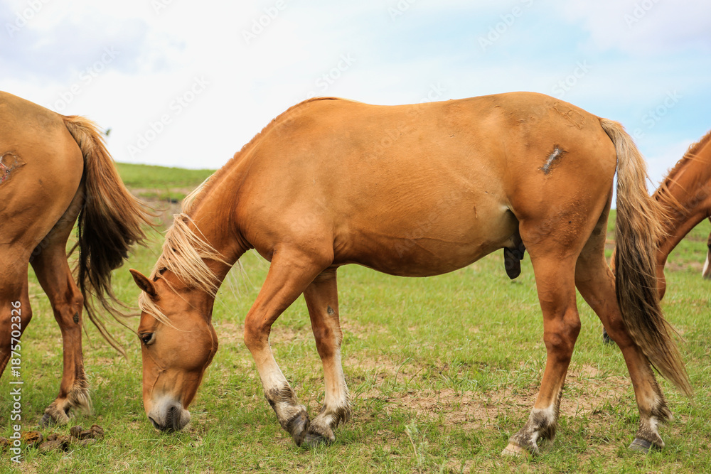 Obraz premium Horses Grazing in Green Grassland Pasture