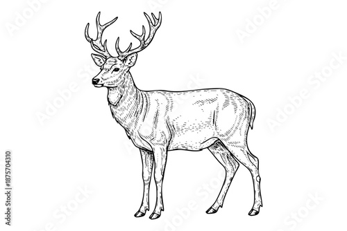 Deer with antlers engraving illustration in vintage black and white hand drawn line art style
