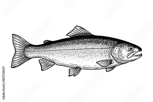 Vintage salmon engraving black ink fish hand drawn illustration