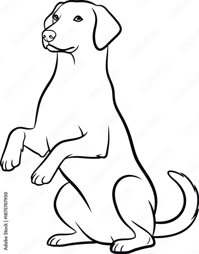 Obraz premium Black and white outline illustration of a Labrador retriever dog sitting up on its hind legs performing a begging trick or asking for food with an alert and focused expression on its face.