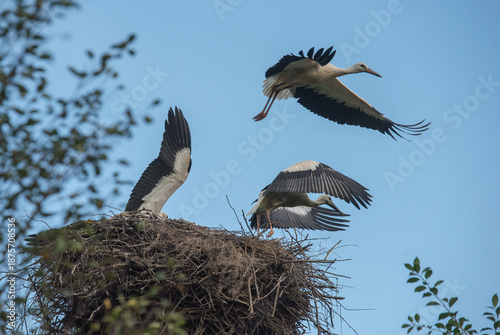 Stork family ready to leave