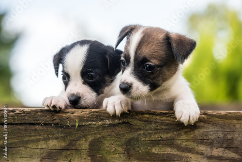 Canvas Print Funny jack russell terrier dogs puppies looking from a wooden fence