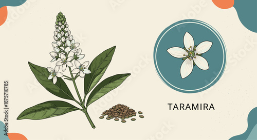 Taramira plant illustration featuring white flowers and brown seeds on a cream background with corner design elements.
