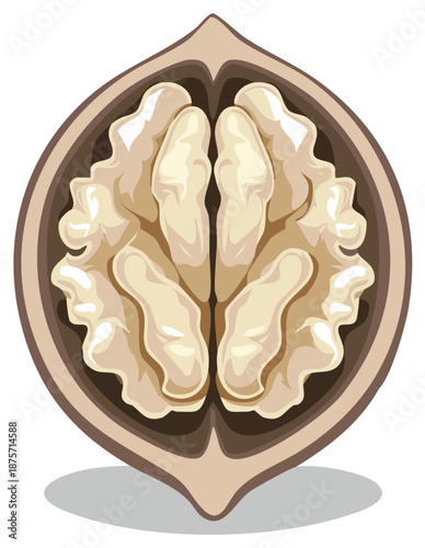 Healthy Brown Walnut Fruit Cut in Half Exposing Edible Kernel Inside Detailed Vector Illustration