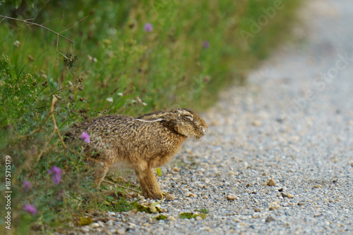 A European Brown Hare (Lepus europaeus) exhibiting extreme lethargy and reduced flight response, a key clinical symptom of the dangerous zoonotic disease Tularemia (Rabbit Fever).