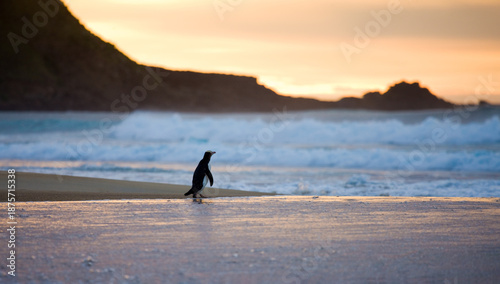 View of a solitary penguin waddling along a sandy beach as waves crash gently under a pastel sky, Pukehiki, Otago Region, New Zealand.