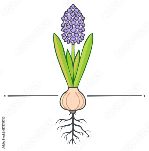 Illustration of a Hyacinth Bulb with Roots and Purple Flowers Ready for Spring Garden Planting