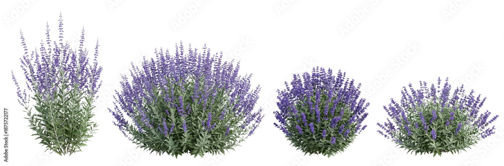 Naklejka premium Four Lavender Plants Isolated on White Background