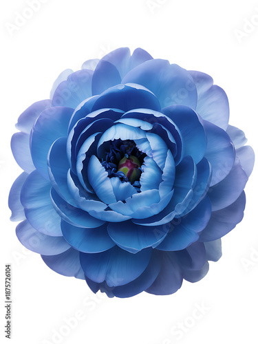 Vibrant blue peony in full bloom