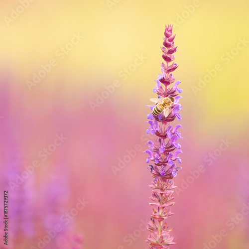 Bee sits on a blooming sage