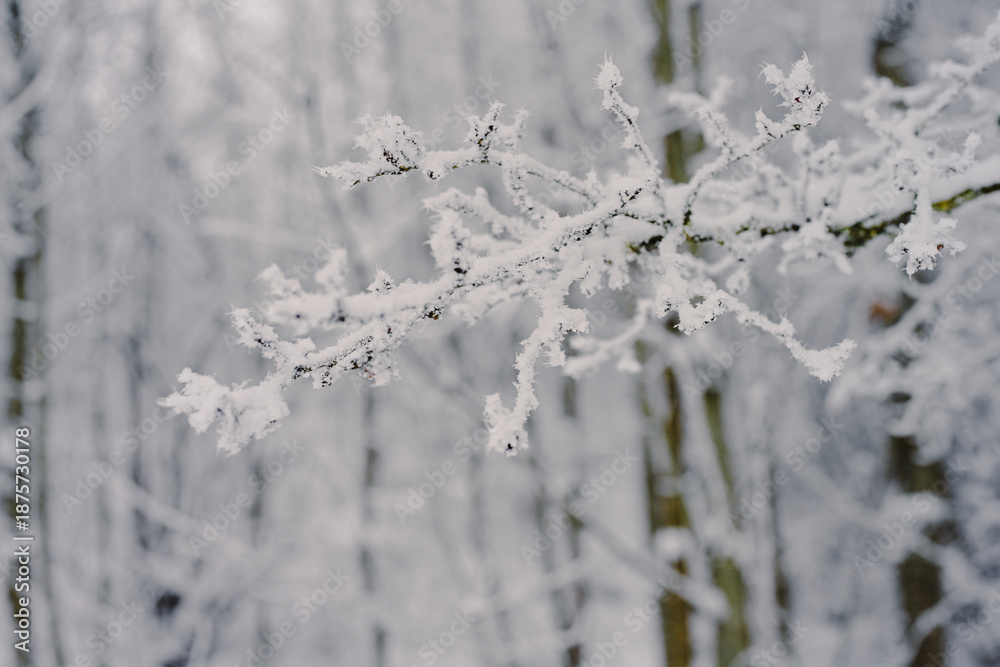 Obraz premium Winter forest branches with berries