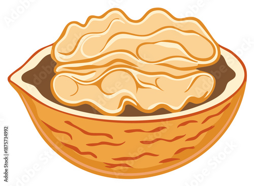 Vector illustration of a single cracked open walnut half with the kernel visible