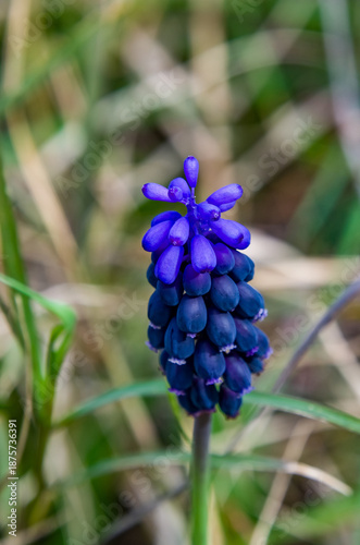 Jacinto (Muscari armeniacum) es una planta bulbosa de la Familia Liliaceae