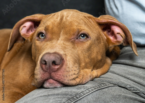 Fotografie Close up of an American Staffordshire Terrier puppy resting on its owner lap while man gently pets his beloved dog