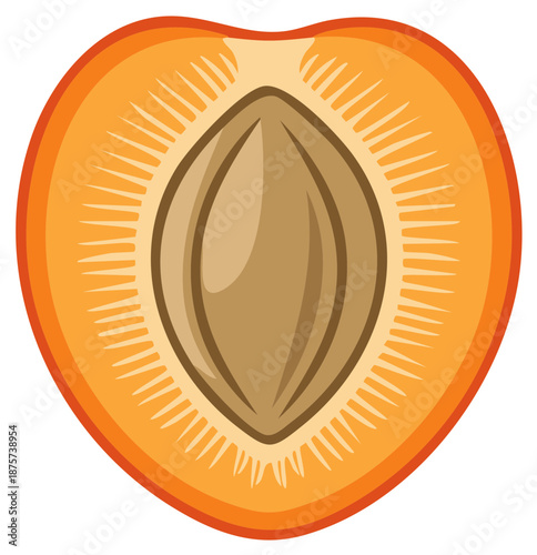 Vibrant orange apricot half with its central brown pit for healthy eating