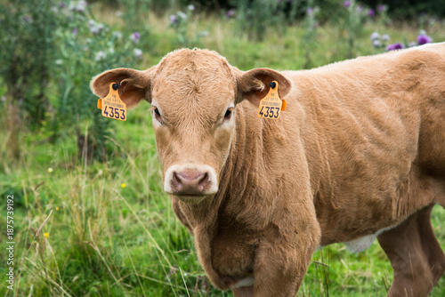 veaux d'Auvergne en France