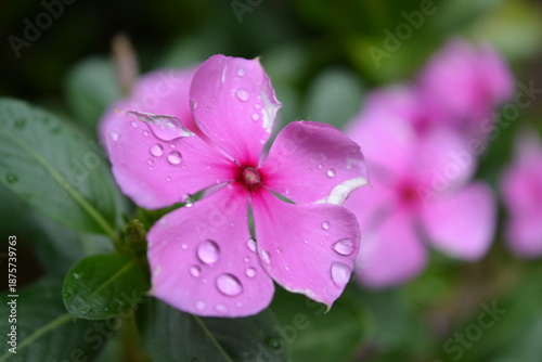 flor rosa