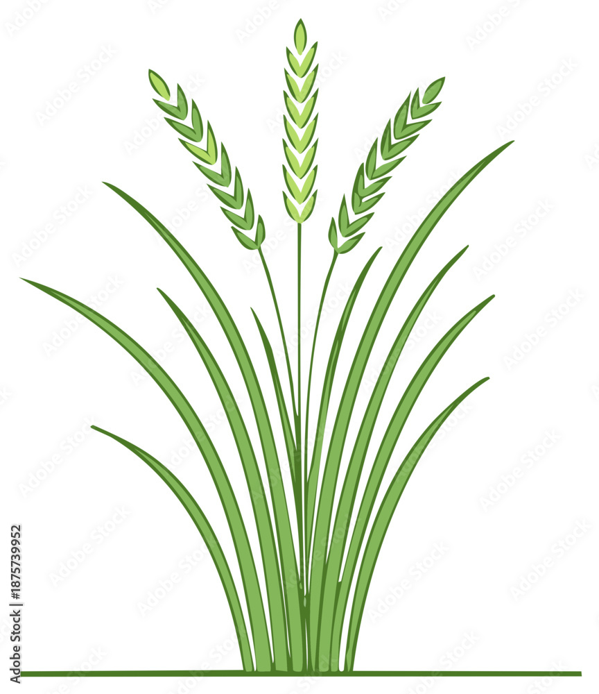 Obraz premium Green Grasses and Grains Illustration Simple Wheat Stalks Drawing Isolated on White