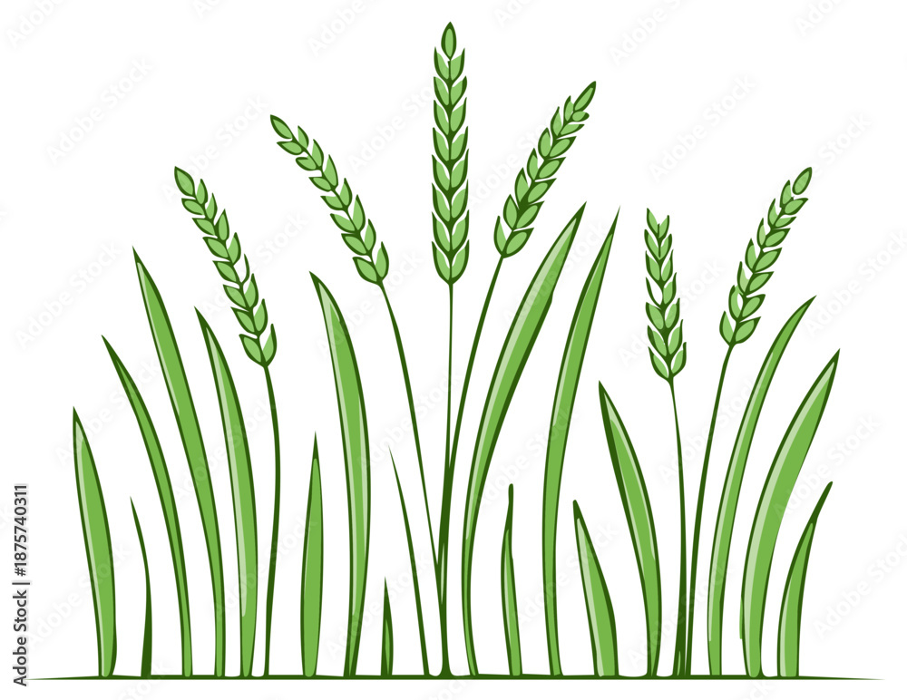 Fototapeta premium Stylized vector illustration of growing green wheat, barley, and cereal grain stalks