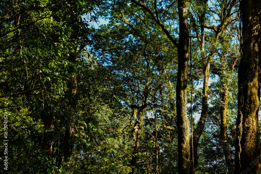 Fototapeta premium Lush Green Forest Canopy with Sunlight Filtering Through Leaves