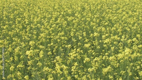 bright yellow mustard flowers swaying in a light breeze across an open agricultural field