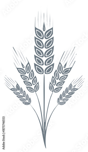Graphic gray wheat stalks on white illustration of golden ears for harvest season