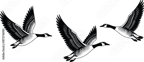 Black and white illustration of three Canada geese in dynamic flight with detailed feathers for wildlife, nature, and ornithology design use.