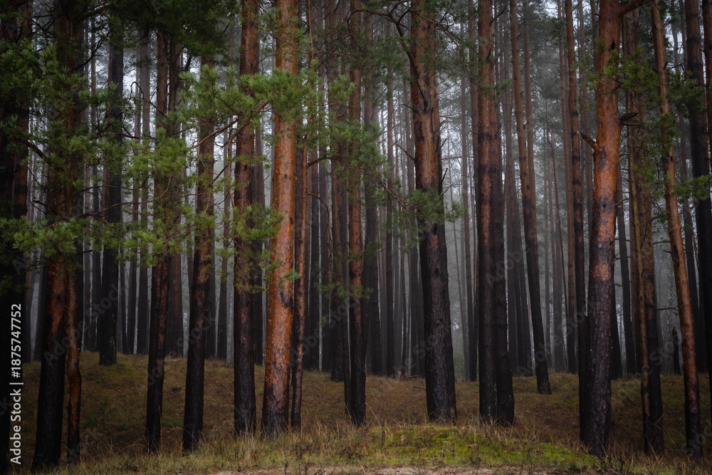 Fototapeta premium Coastal pine forest in Latvia