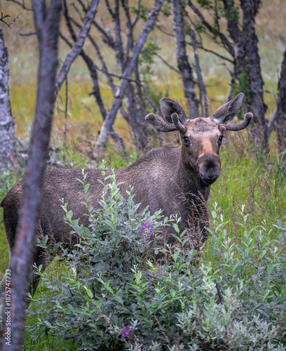 Tableau sur toile Moose standing in boreal forest in Northern Norway woods