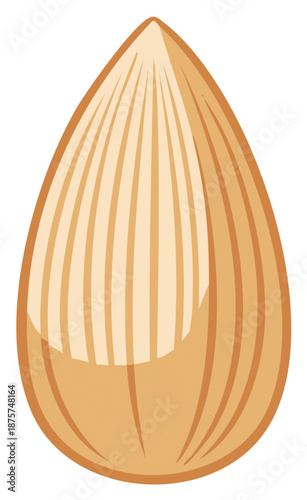 Single almond nut illustration food ingredient seed healthy eating vegan snack