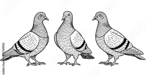 Black and white illustration of three pigeons in detailed line art
