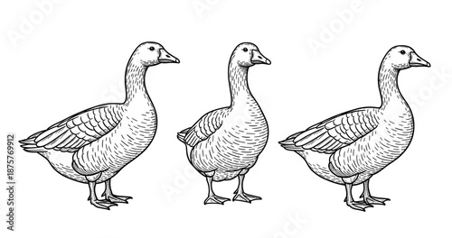 Three detailed sketches of geese in line art style