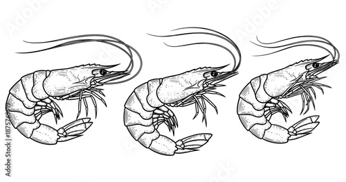 Black and white illustrations of three detailed shrimp side by side