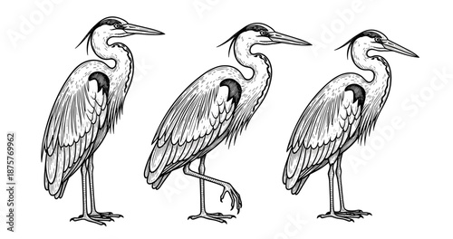 Illustration of three herons displaying unique poses and plumage details