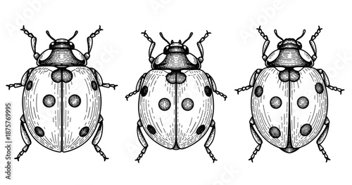 Intricate line art of three ladybugs with textured bodies and spots in black and white