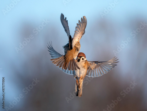Two angry birds sparrows flap their feathers and wings in a fight in the garden