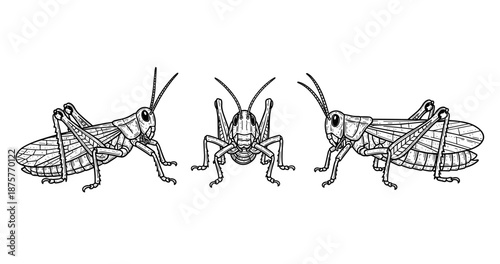 Detailed line art of three grasshoppers in various poses on white background