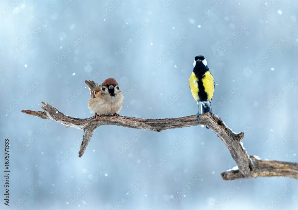 Obraz premium Two funny birds sparrow and tit sitting on a tree branch in a winter park under falling snow