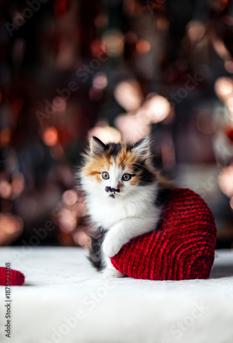 a fluffy playful kitten with a big red heart in its paws on Valentine's Day o...