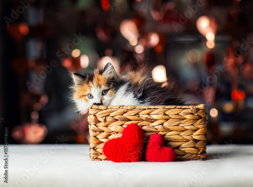 a fluffy, playful kitten peeks out of a basket with red hearts on Valentine's...