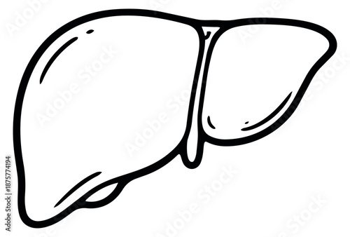 Hand drawn illustration of a human liver depicting an internal organ for anatomical studies