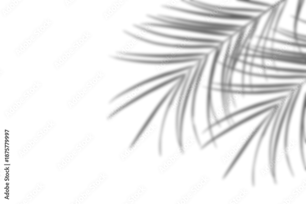 Obraz premium tropical palm leaf shadow overlay effect isolated on transparent background. Blurred botanical shadow silhouette with copy space. minimal exotic nature backdrop. Summer spring design elements. PNG