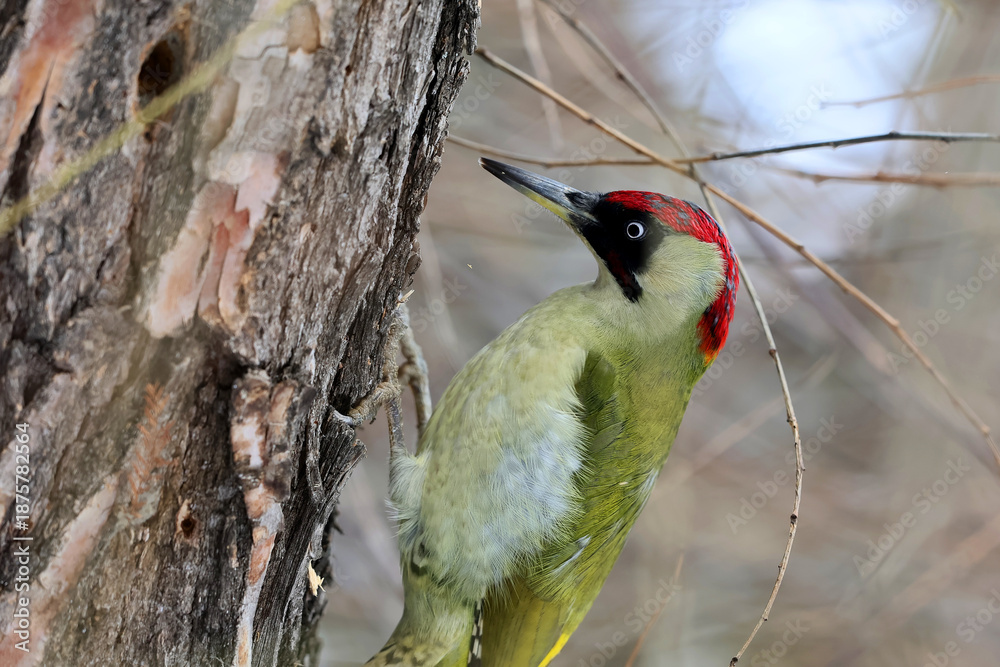 Fototapeta premium A european green woodpecker,Picus Viridis, perched on a tree and looking for larvae under the bark of a tree trunk.